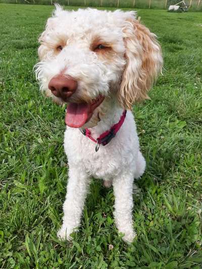 Lagotto Romagnolo Besitzer-Beitrag-Bild