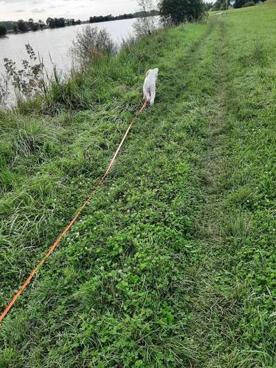 Schleppleine-Beitrag-Bild