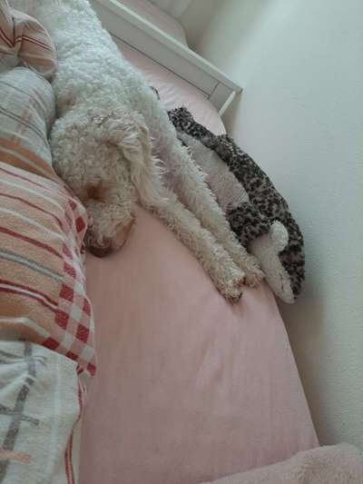 Darf der Hund bei Euch im Bett schlafen?-Beitrag-Bild