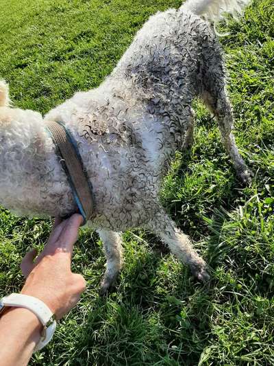 Welches Tier wollte euer Hund wohl ursprünglich mal werden?-Beitrag-Bild