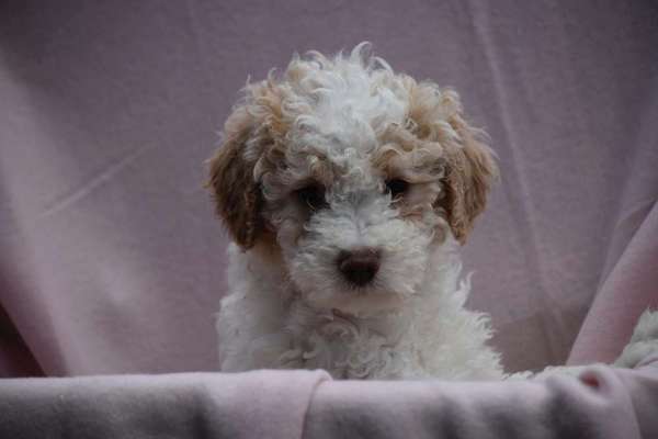 Unter welchen kriterien habt ihr euren Hund rausgesucht ?-Beitrag-Bild