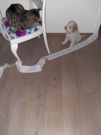 Welpen Bilder !-Beitrag-Bild