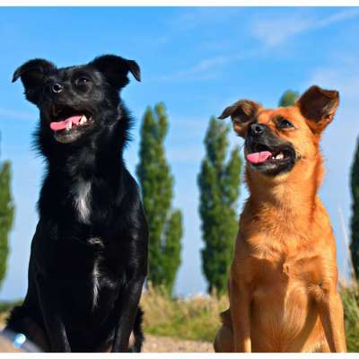 Hundetreffen-Gassirunden mit Tierschutzhunden-Bild