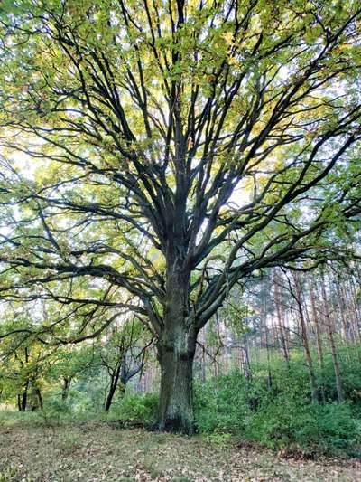 Die wunderschöne Welt mit Hund.-Beitrag-Bild