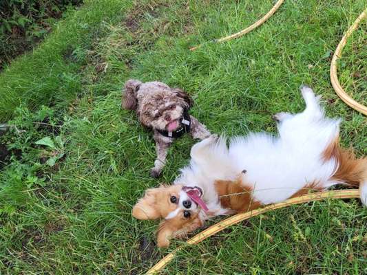 Wenn euer Hund ein Mensch wäre, wem wäre er ähnlich?-Beitrag-Bild