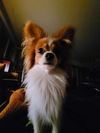 Wo sind die Papillon Besitzer?-Beitrag-Bild