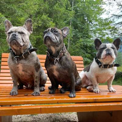 Französische Bulldoggen-Beitrag-Bild