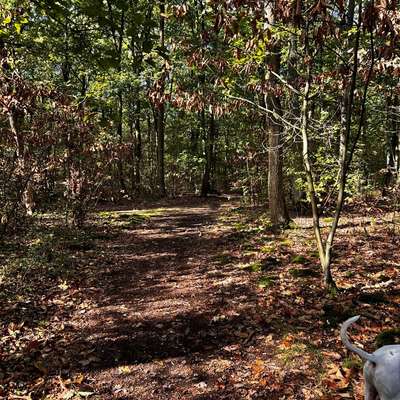 Hundetreffen-Suche eine Begleitung für unseren Spaziergang im Wald-Bild