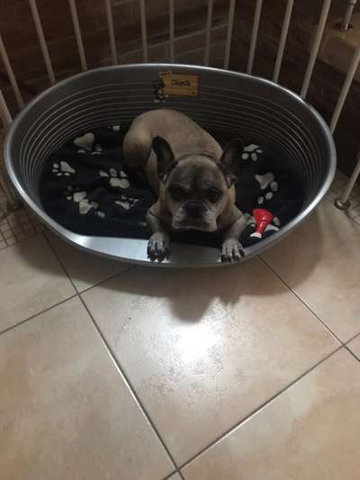 Unsere Fellnasen im Regenbogenland-Beitrag-Bild