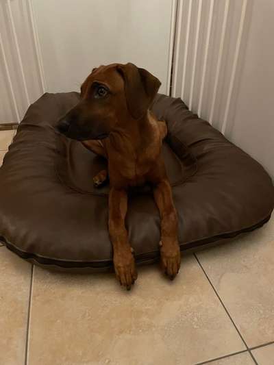 Rhodesian Ridgeback-Beitrag-Bild