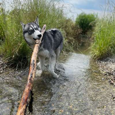 Hundetreffen-Hundetreff-Bild