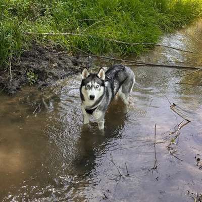 Hundetreffen-Gassitreffen am böllenfalltor-Bild