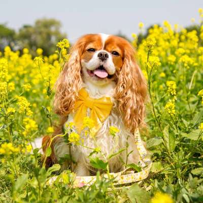 Die Dogorama Monats Challenge "Es grünt und blüht"-Beitrag-Bild