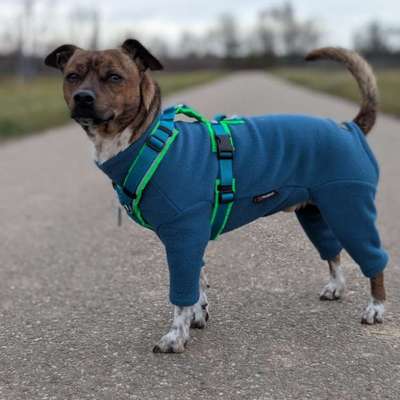 Hundetreffen-Gassipartner*in gesucht-Bild