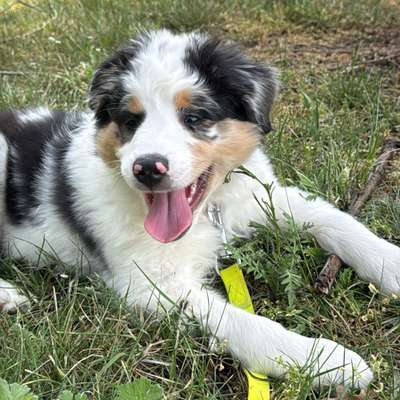 Hundetreffen-Welpen Treffen-Bild