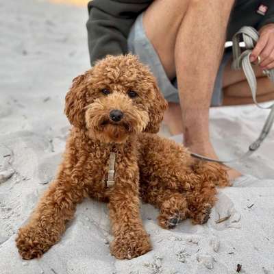 Hundetreffen-Treffen für kleine Hund Nähe Bogenhausen-Bild