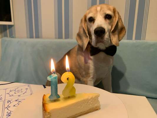 Für alte niedliche Hunde-Beitrag-Bild