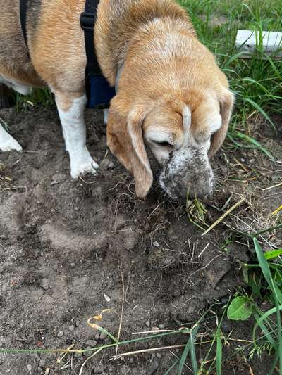 euer ältester Hund ?-Beitrag-Bild