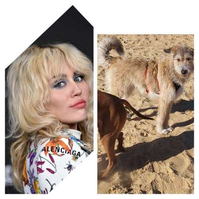 Wie heißt dein Hund?-Beitrag-Bild