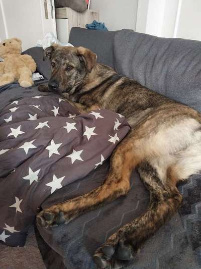 Mischlinge raten - Rätselspaß-Beitrag-Bild