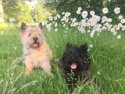 Die Dogorama Monats Challenge "Es grünt und blüht"-Beitrag-Bild