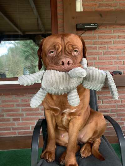 Die lustigsten Selfies mit Deinem Hund !-Beitrag-Bild