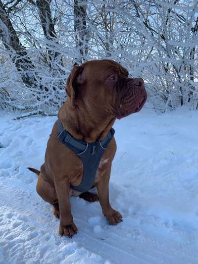 Welche Hunderasse-Beitrag-Bild