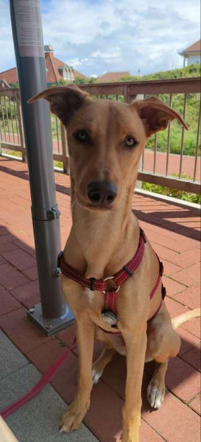 Podenco/Mischlinge hier? :-)-Beitrag-Bild