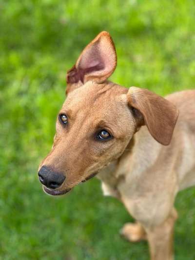 TierschutzhundeStammtisch🐕-Beitrag-Bild