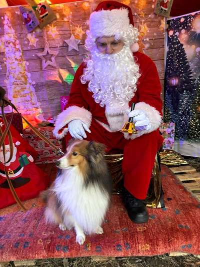 ✨ Hunde auf Weihnachtsmärkten – ja oder nein? ✨-Beitrag-Bild