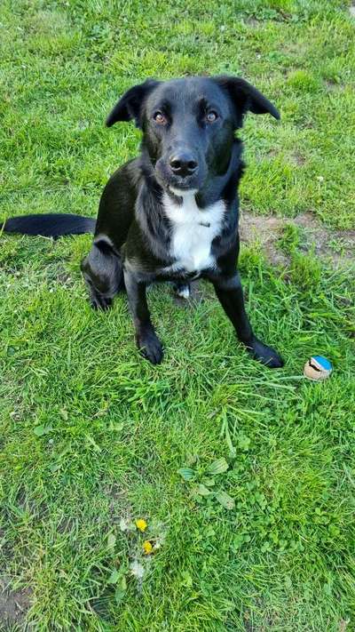 39. Collagen Challenge - Dein Hund auf einer Wiese-Beitrag-Bild