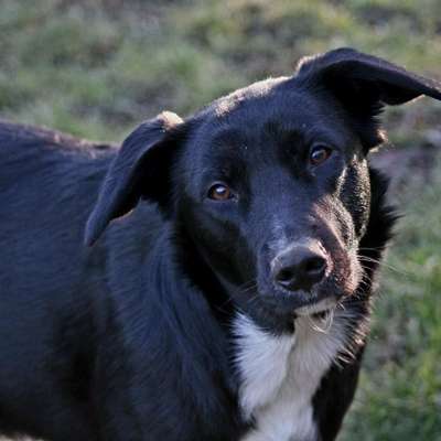 Hundetreffen-Gemeinsame Gassirunde-Bild