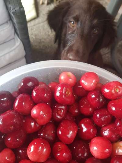 Giftköder-Ernährungskunde & richtige Ausrüstung-Bild