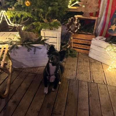 Hundetreffen-Hundefreund(innen) gesucht 🐶✨-Bild