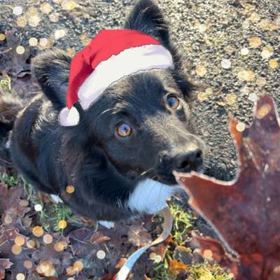 Hundetreffen-Hundespielkameraden in Vaterstetten gesucht ☺️-Bild