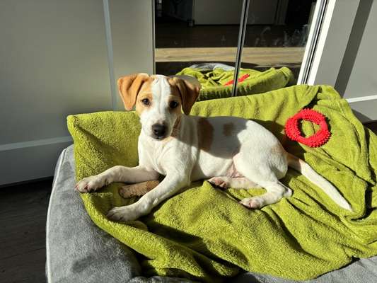 Hundetreffen-Spielen & Spazieren-Bild