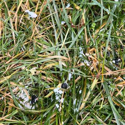 Giftköder-Verdacht auf Giftköder, unklare Substanz-Bild