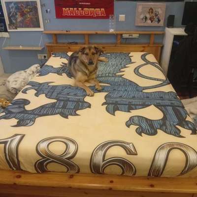 TierschutzhundeStammtisch🐕-Beitrag-Bild