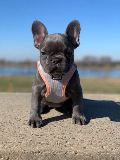 Zeigt her eure Frenchi-Beitrag-Bild