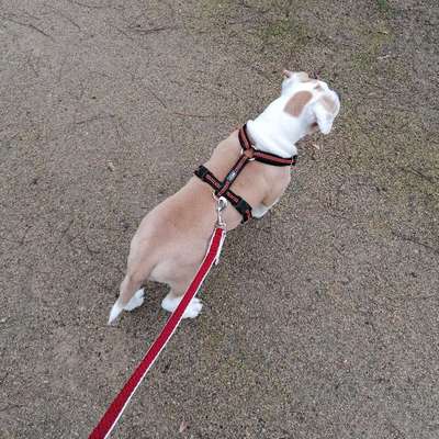 Hundetreffen-Hundebegegnungen üben-Profilbild