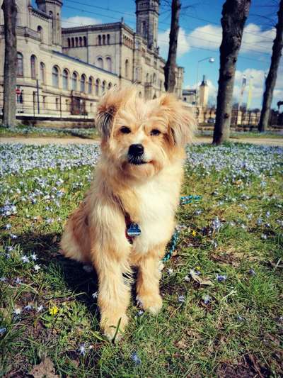 Mischlingshunde Foto Aufruf-Beitrag-Bild