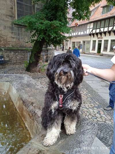 aktuelles Foto Gruppe Tibetdoodle