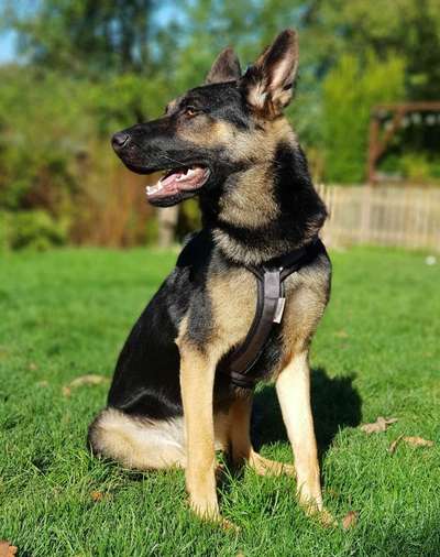 Schäferhund-Beitrag-Bild