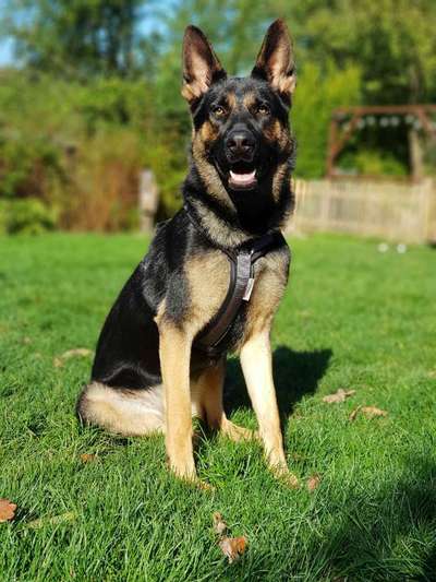 Deutsche Schäferhunde, Belgische Schäferhunde.-Beitrag-Bild