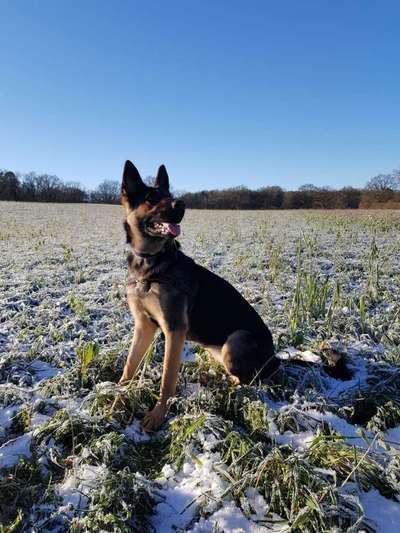 Schäferhund-Beitrag-Bild