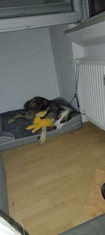 Tierschutzhunde suchen ein Zuhause-Beitrag-Bild