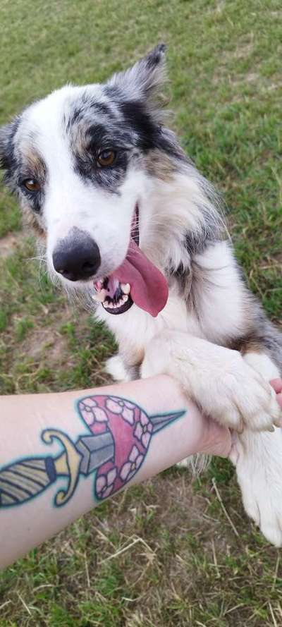 Tierschutzhunde suchen ein Zuhause-Beitrag-Bild