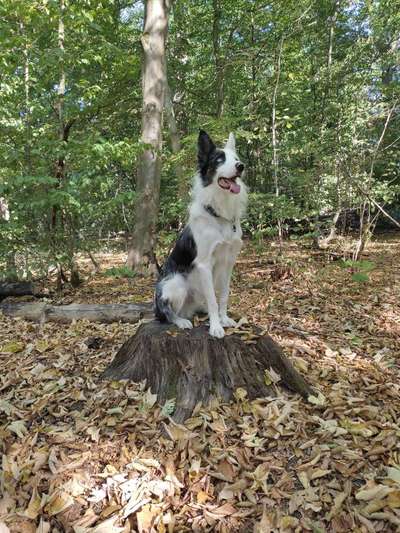 Zeigt mal eure border Collies :)-Beitrag-Bild