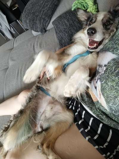 Tierschutzhunde suchen ein Zuhause-Beitrag-Bild