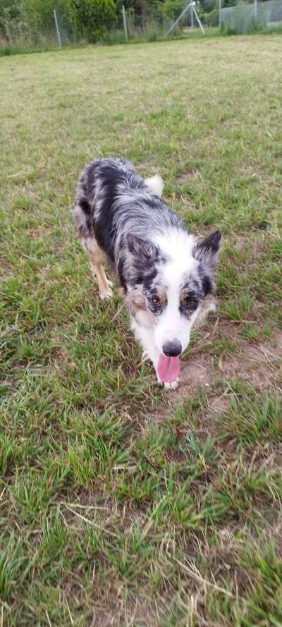 Tierschutzhunde suchen ein Zuhause-Beitrag-Bild